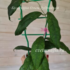 Hoya Finlaysonii 002 (хойя финлаусони)