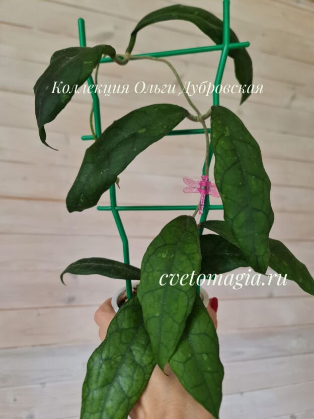 Hoya Finlaysonii 002 (хойя финлаусони)