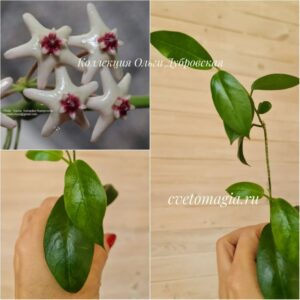 Hoya KB 03 - australis×densifolia