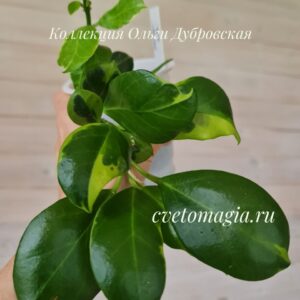 Hoya Obscura variegata