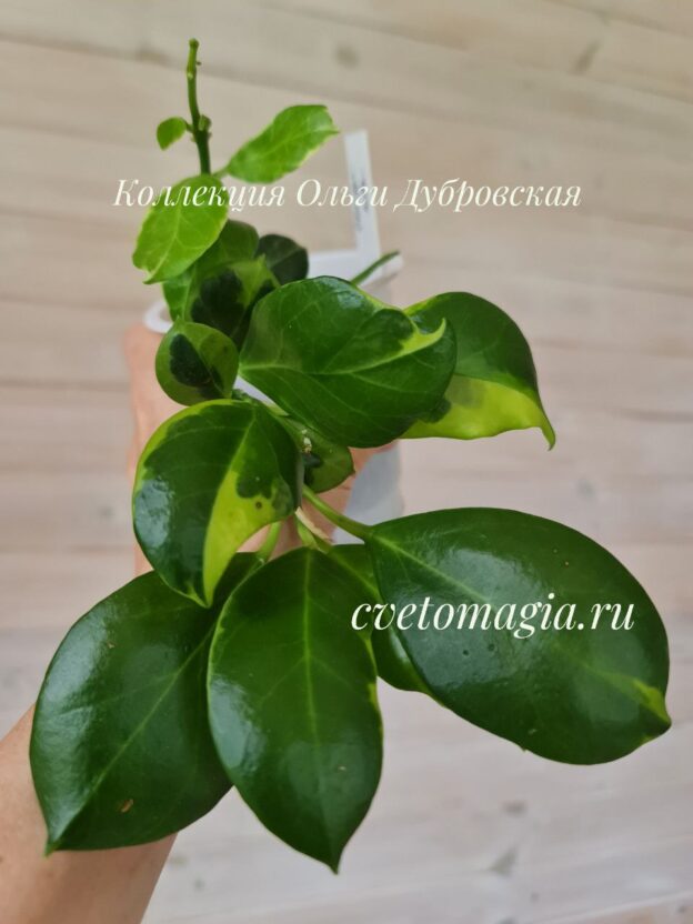 Hoya Obscura variegata