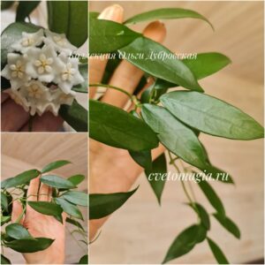 Hoya aff tamdaoensis (хойя тамдаоненис условно)