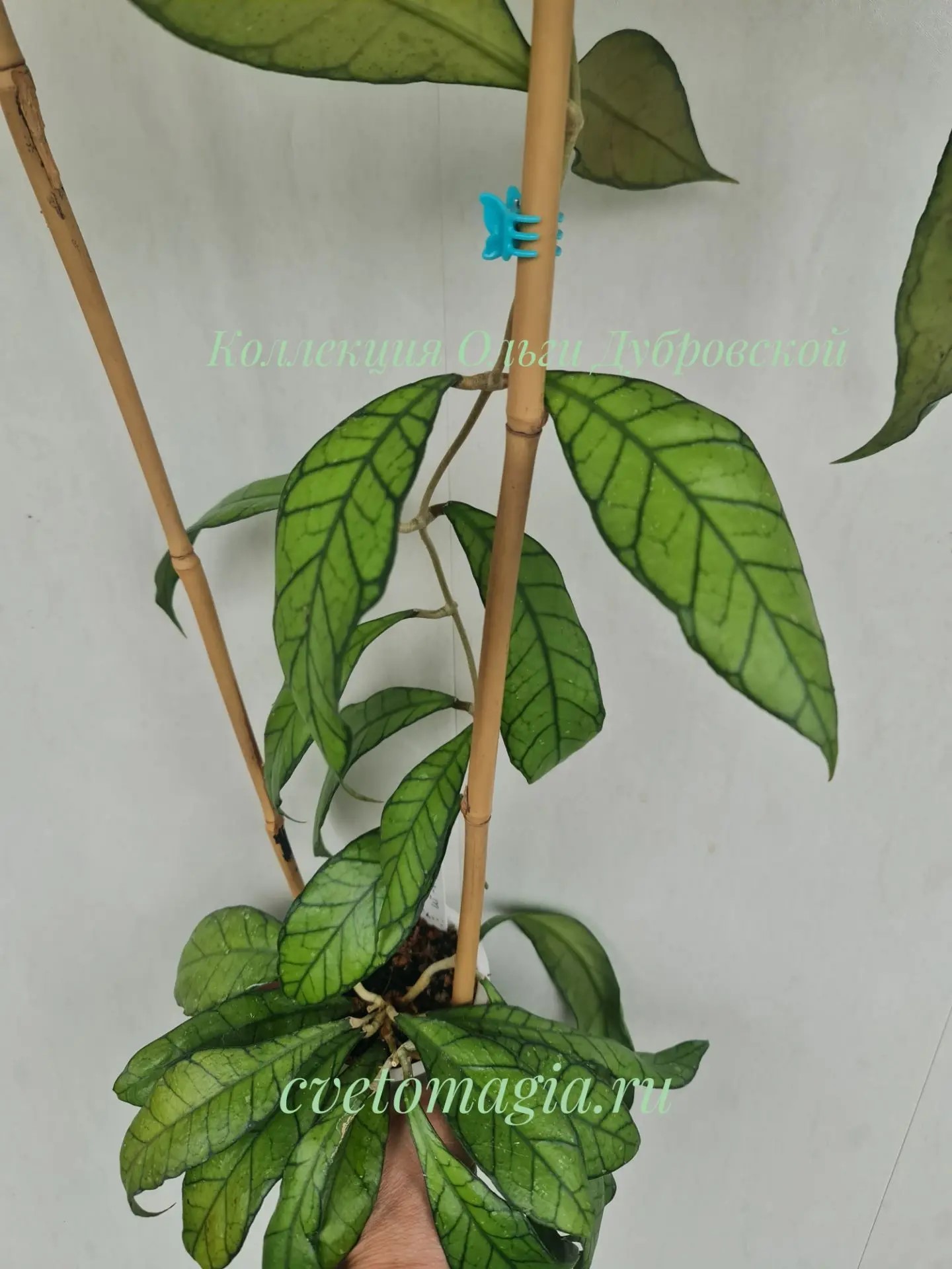 Hoya callistophylla UT-158