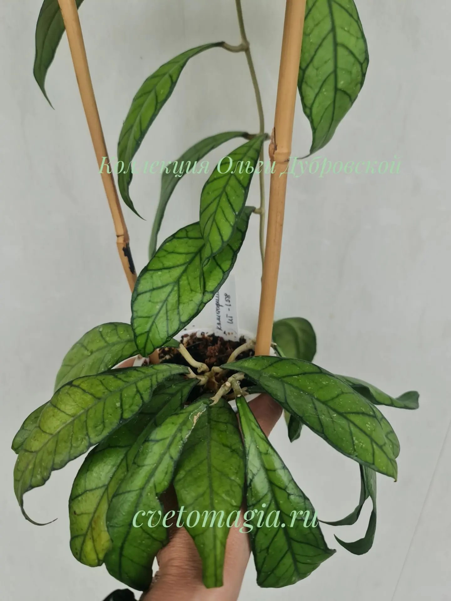 Hoya callistophylla UT-158