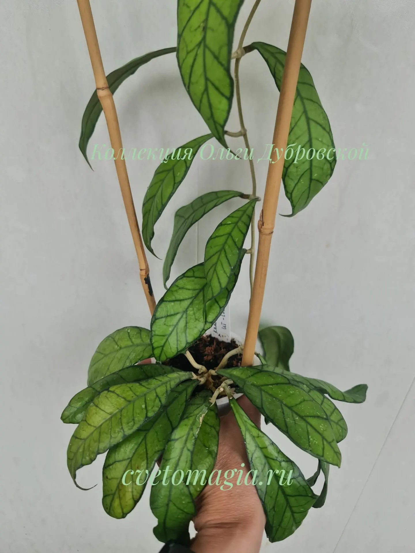 Hoya callistophylla UT-158