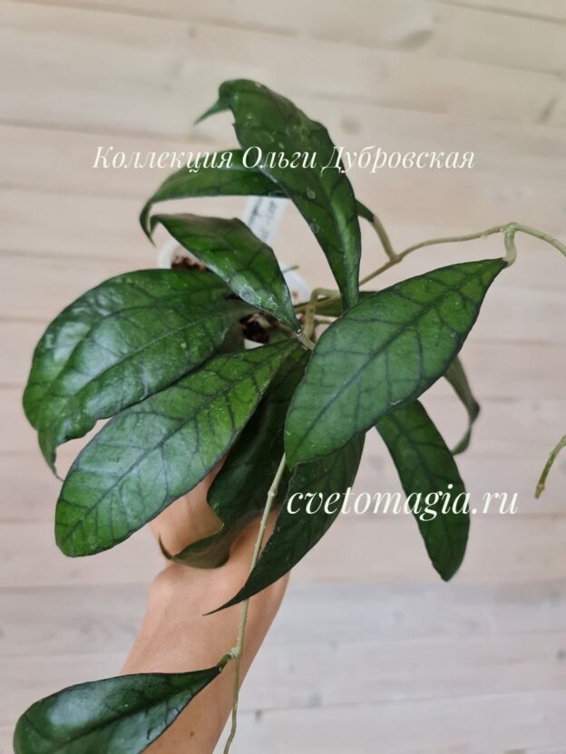 Hoya callistophylla UT-158