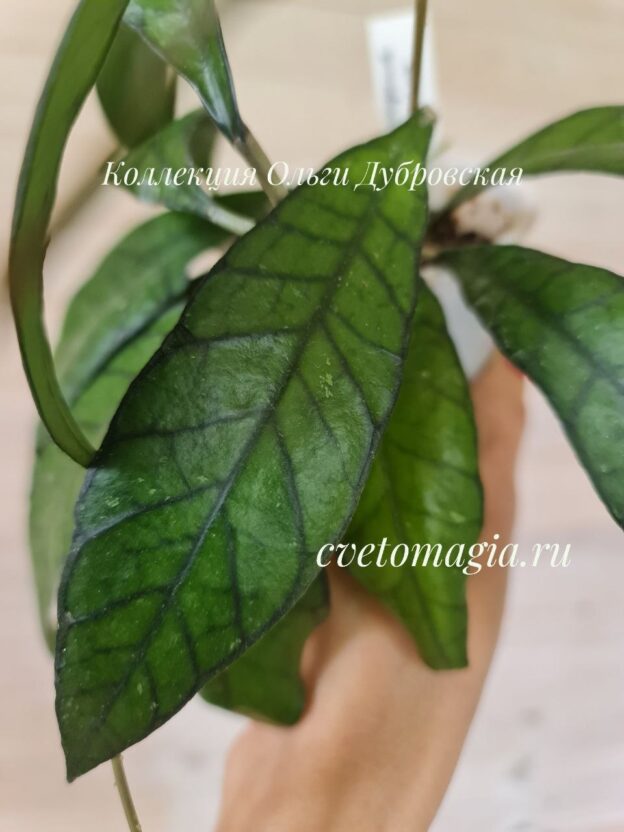 Hoya callistophylla UT-158