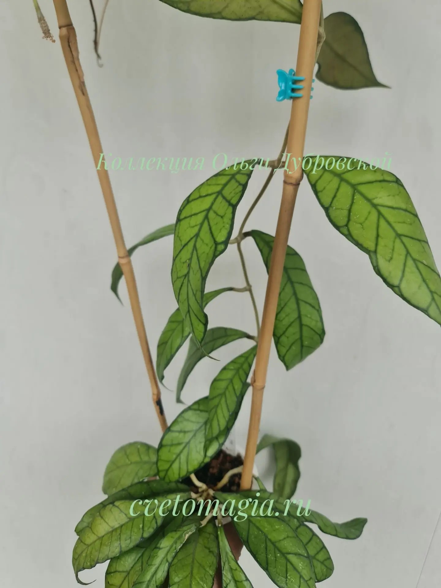 Hoya callistophylla UT-158