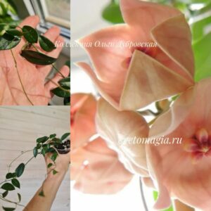 Hoya megalantha