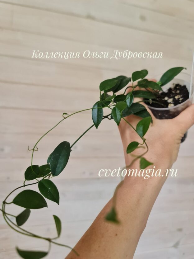 Hoya megalantha