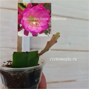 Epiphyllum Natashia Flechsig