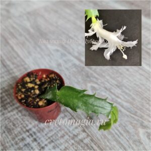 Укоренённый черенок Шлюмбергера White Flаmenco — 2 - НОВИНКА!