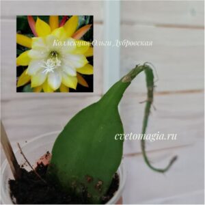 Укоренный черенок Epiphyllum Ice cream