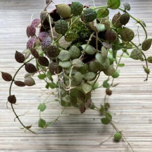 Dischidia hirsuta Red Leaf