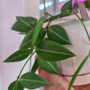 Dischidia ovata narrow