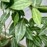 Dischidia ovata narrow