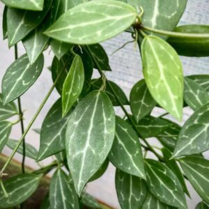 Dischidia ovata narrow