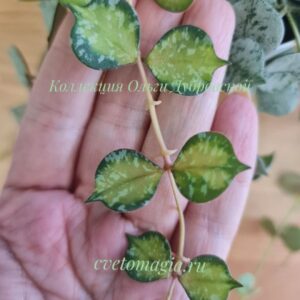 Hoya Curtisii variegata