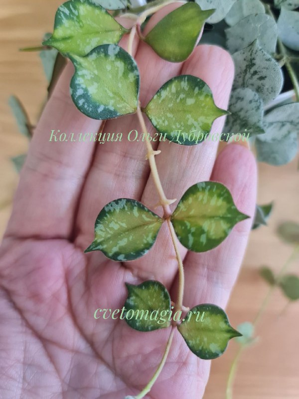 Hoya Curtisii variegata