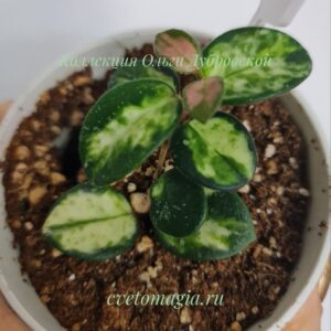 Hoya mathilde variegata