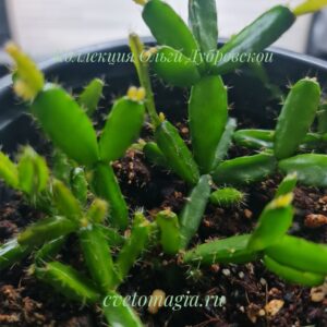 rosea