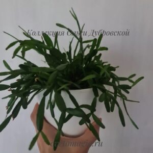 rosea