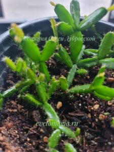 rosea 