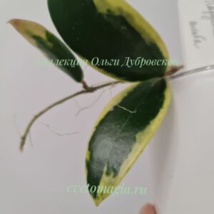 Hoya parasitica albomarginata