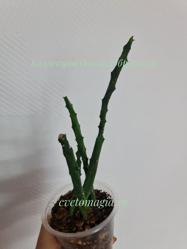 Ceropegia