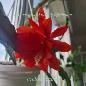 Epiphyllum red