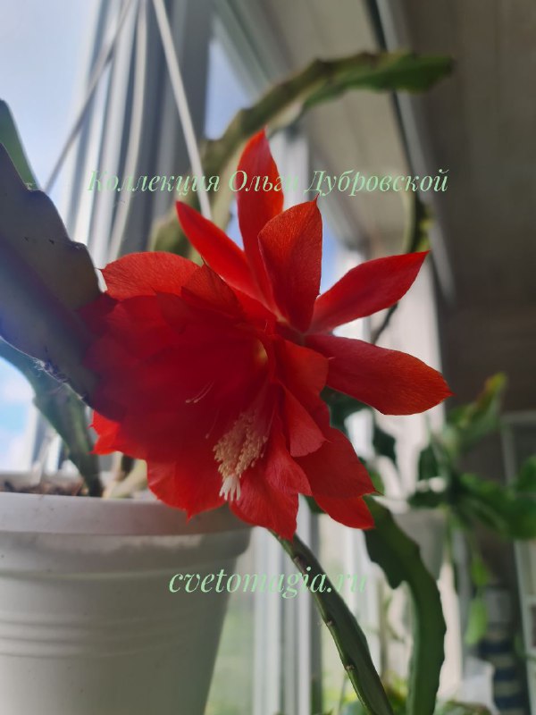 Epiphyllum red