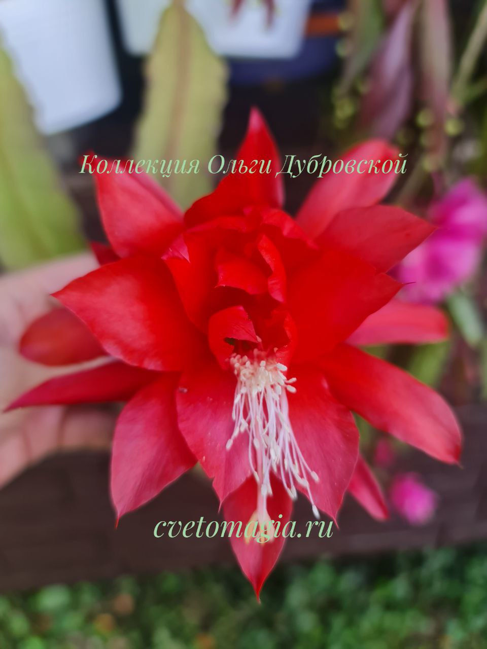 Epiphyllum red