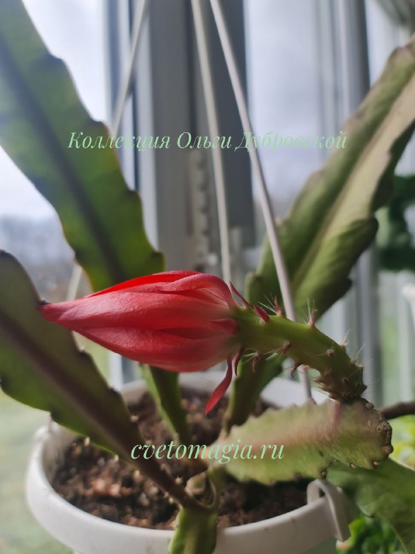 Epiphyllum red