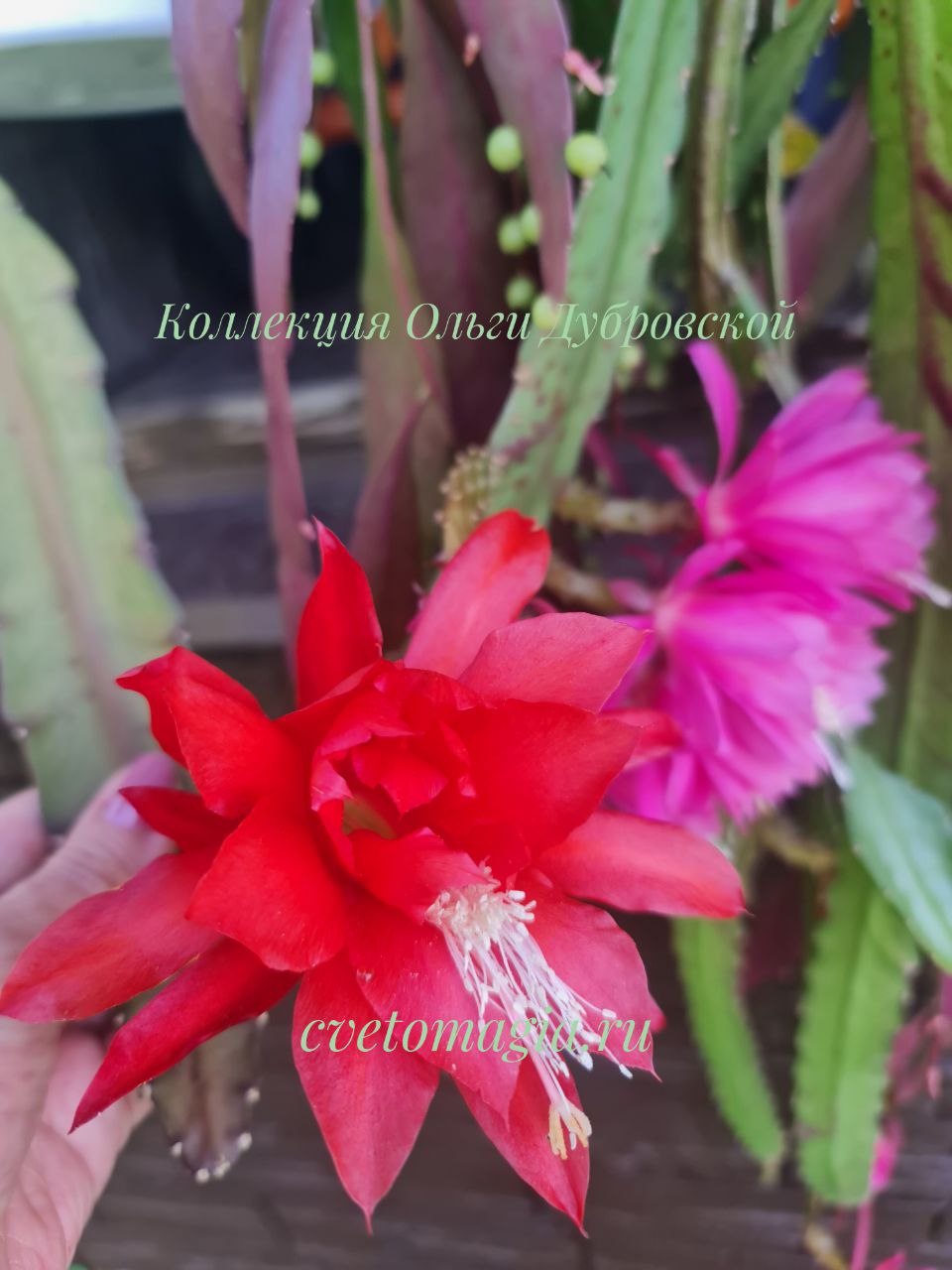 Epiphyllum red (эпифиллум красный) — изображение 2