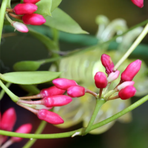 Dischidia pectinoides variegata Pillow Fight