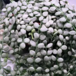 Dischidia Nummularia Silver