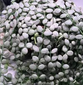 Dischidia Nummularia Silver