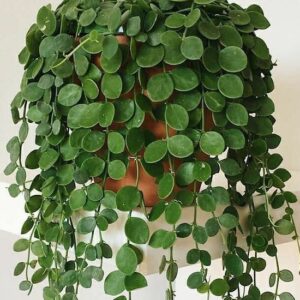 Dischidia Nummularia (дисхидия монетолистная)