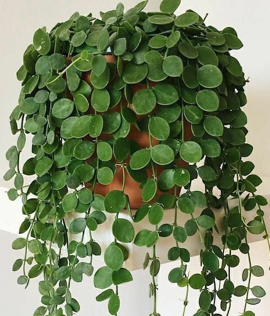 Dischidia Nummularia (дисхидия монетолистная)