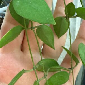 Dischidia Rimicola sp java