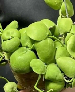 Dischidia cleistantha "Snaily" (Дисхидия клейстанта снейли).