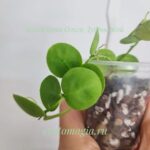 Dischidia cleistantha "Snaily"