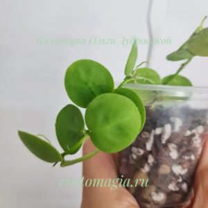 Dischidia cleistantha "Snaily"