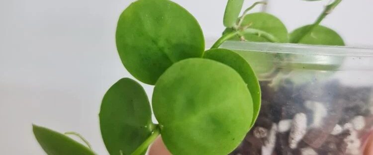 Dischidia cleistantha "Snaily"