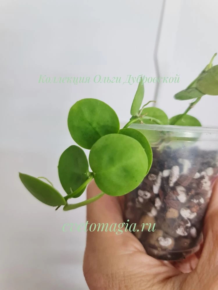 Dischidia cleistantha "Snaily"
