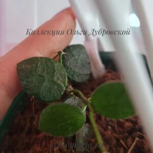 Dischidia hirsuta big leaf