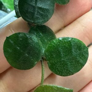 Dischidia hirsuta big leaf (дисхидия хирсута биг)