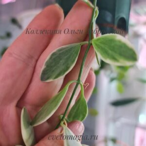 Dischidia ioantha
