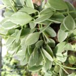 Dischidia ioantha