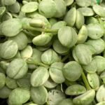 Dischidia nummularioides variegata Pebble Beach